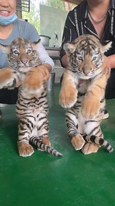 A little cute. #tigerwhite #tiger #whitetigermom #sofunny | Life Time Wild