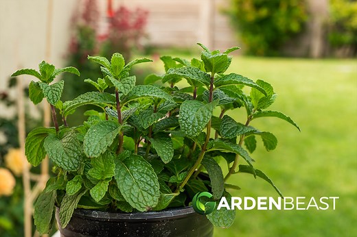 Peppermint Guide: How to Grow and Care for 'Mentha × piperita'