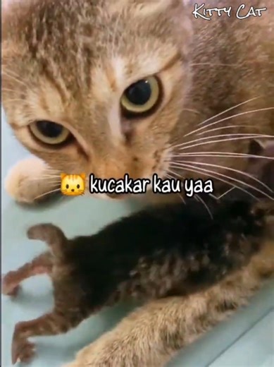 Kucing Mujair Ini Baru Habis Lahiran Namun Selalu Nunjukin Anaknya Ke Babunya 🐱 #kucing #kucinglucu