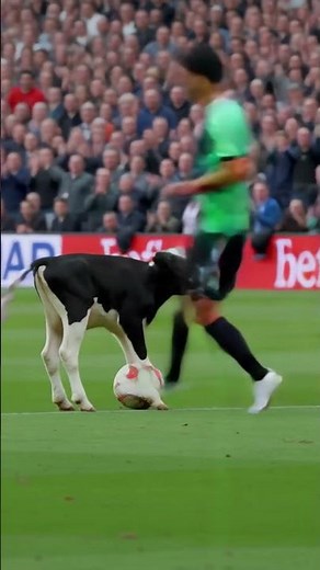 This Giant Cow Looks Unreal… Biggest Cow On Earth? 🐄😳