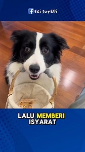 Anjing Pintar Belanja Obat, tapi Diam-diam Ngambil Uang Kembalian #dog #anjing #AnjingPintar #DogStory #AnjingLucu #DogLife #KisahAnjing #DogLovers #AnjingKesayangan #FunnyDog #DogAdventure #AnjingIndonesia | Egi Sutedi