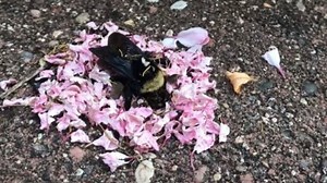 Video zeigt: Ameisen erweisen toter Hummel die letzte Ehre