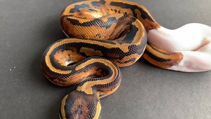 We have this 2019 Male Pied Royal/Ball Python available in store, bred by us... £295 🐍 | Exeter Exotics
