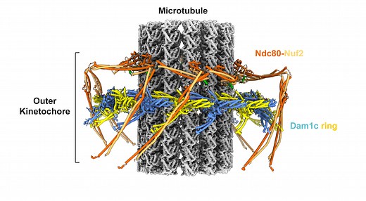 Molecular mechanics of mitotic error correction revealed by cryo-EM | MRC Laboratory of Molecular Biology