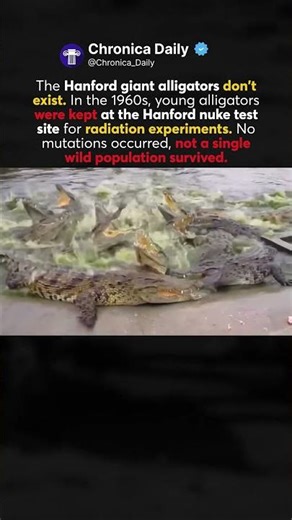 ☢️What REALLY Happened to the Alligators at Hanford? 1940s Experiment🐊