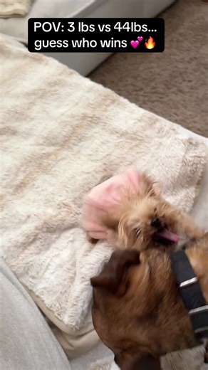 Tiny Dog vs Big Dog Challenge: Who Wins?