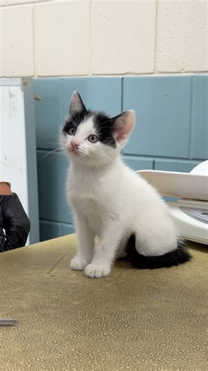 While pulling pets at Chicago Animal Care & Control yesterday, they let us know they really needed help with kittens. So in addition to the dogs and cats we were grabbing, we filled up our van with moms and babies, and litters of adorable kittens that needed to get out! Our cat feeding partner Purina is a huge help in caring for a lot of new arrivals like this, because kittens need to eat a lot! Our immense thanks to foster homes for making it possible for us to continue our work with Chicago’s 