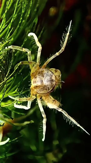 🦀 Mikrokrabbe / Microkrabbe | Lebt unter Wasser | Limnopilos naiyanetri #aquarium #krabbe #krabben