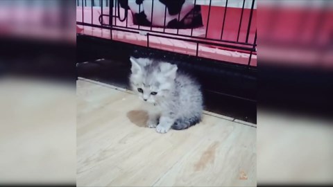 Baby Cats - Cute and Funny Cat Videos Compilation