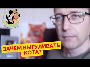 Why walk a cat: pros and cons / Why am I training Samych to go for walks?