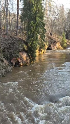 Fast Flowing River 🌲🌊 | Real Nature Sounds for Sleep