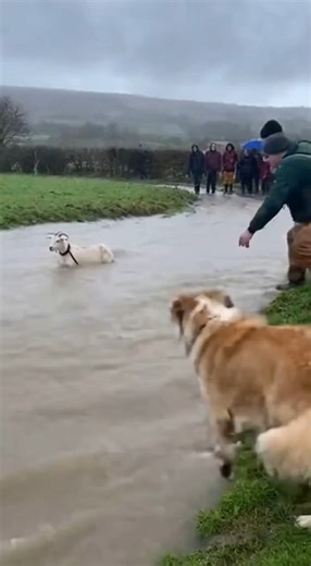 8.4K views · 211 reactions | #DogRescue #AnimalHeroes #Friendship In...