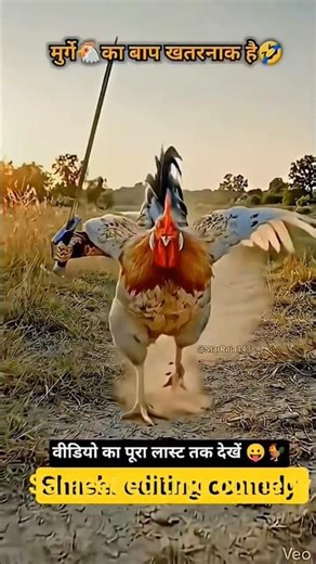 मुर्गा का🐔 खतरनाक