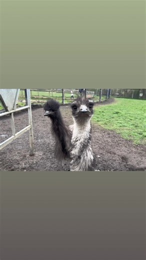 My favourite part of my job is seeing these absolute beautiful emus in the morning, Are you ready for some fun facts about emus….. Emus are the world's second-largest birds, standing up to 2 meters (6.5 ft) tall, and are flightless natives of Australia. They can run up to 35 mph (55 km/h) and have a stride of up to 9 feet. They live for 5–10 years in the wild and up to 15–20 years in captivity. #billquayfarm #farmlife #fyp #follow #emusfacts