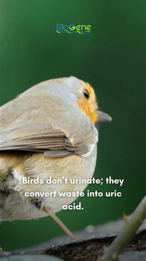 Birds Don’t Urinate | Shocking Biology Fact Explained #trending #biology #universe #facts #science