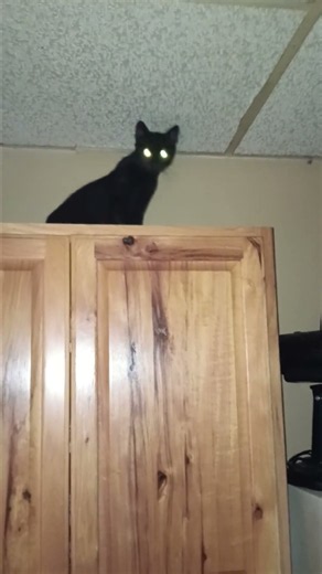 loki, you figured out how to get up on the cabinets. Rick chronicles...