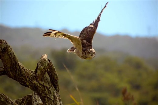 Jungle -4 [ हिन्दी डॉक्यूमेंट्री ] #wildlife #documentary #discoverychannel #jungle #Survival # Survivals World # Wildlife Telecast | Survivals Telecast