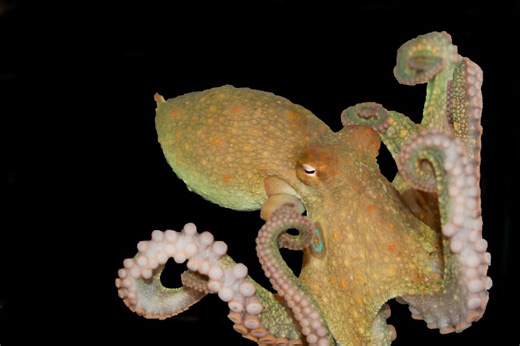 Octopus’ suction cups hold its taste and touch sensors