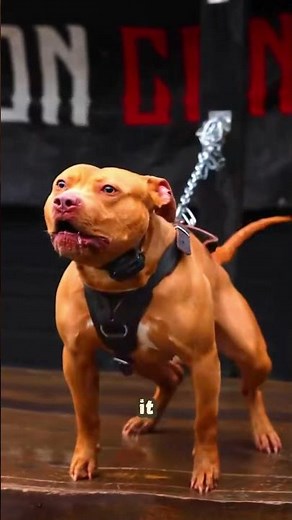 Pitbull Instantly Guards Yard Against Intruder! #PitbullProtection #GuardDog #DogInstincts