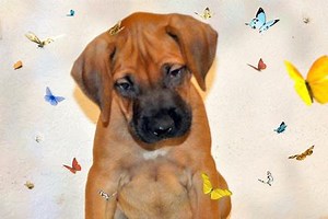 Rhodesian Ridgebacks puppies for sale:, FL Chioke Rhodesians