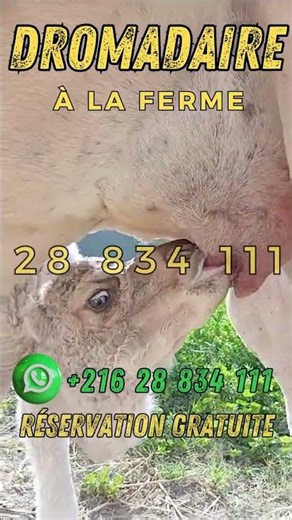 Camel Breastfeeding Her Calf - Chamelle allaitant son petit