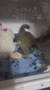 20K views · 1.5K reactions | Giblet and Stuffing enjoying Henry's Squirrel blocks for breakfast | Little Bit Wildlife Rescue | Facebook