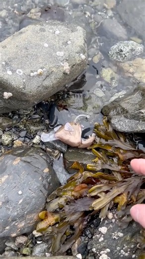 451K views · 144 reactions | I thought those were extinct?  | Vegas Mischief Makers | Facebook