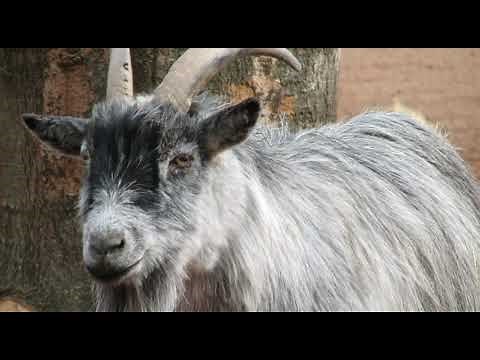 1 Hour Goat Sound Effect