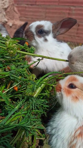 do you like my rabbits ? #shorts