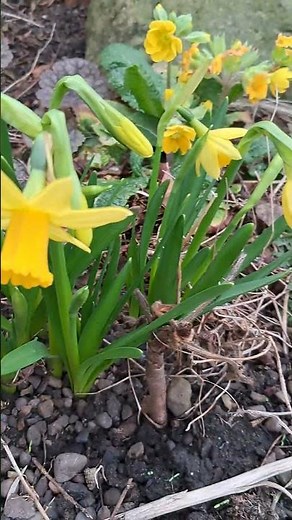 Tete-A-Tete Minature Daffodils