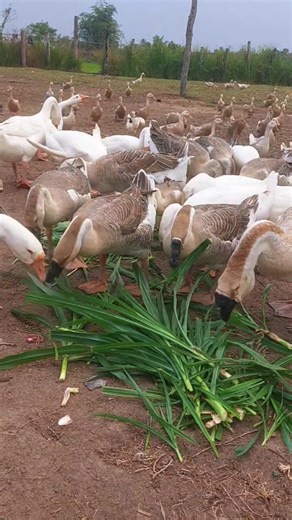 Feeding Grass-Fed Geese the Right Way 🦢🌿