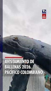 Humpback whales arrive in Buenaventura: nearly 60,000 tourists expected