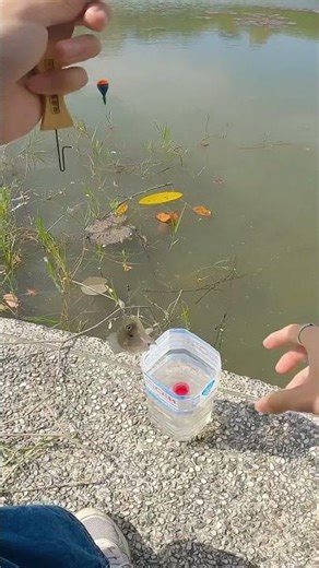 Micro fishing #fishing #microfishing #tilapia