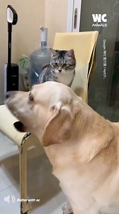 27K views · 188 reactions | Boxing Cat In Action 壘 | Watercooler Animals | Facebook