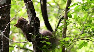 The Indochinese Leopard is a Vulnerable species and one of the big cats of Thailand; it is in the brink of extinction due to habitat loss, indiscriminate hunting and poaching, lack of food to feed on.