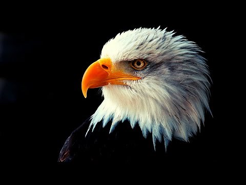 Relaxing Eagle 🦅 ⛅️ Flying Video With Super Calming 🎹 Music for Meditation 🧘🏻‍♀️, Study, Work