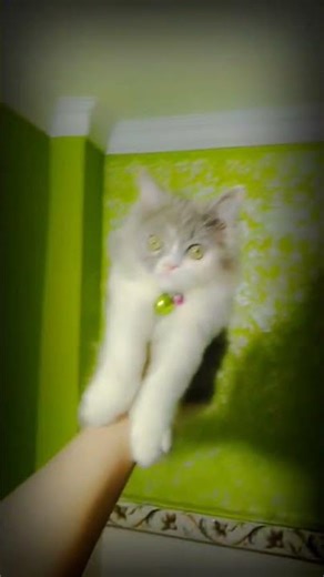 #cat #cuteanimal #shots #butifyoucloseyoureyes 💫