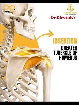Details #anatomy #supraspinatus #education #medical #paramedical #knowledge #study #joint #shoulder