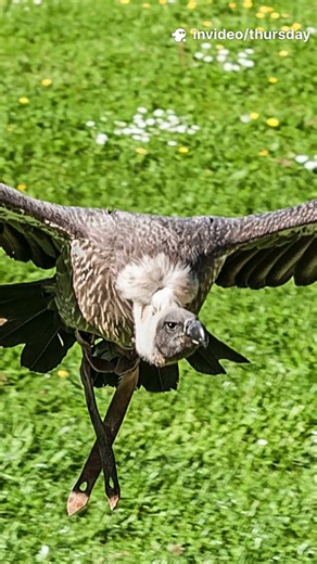 Eurasian Griffon: Picnic-Shading Giant!
