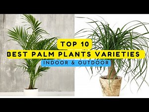 Top Best Palm Plants Varieties For Homes | roots and shoots
