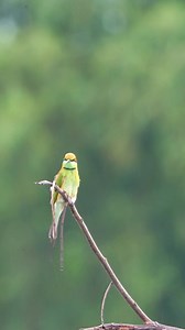 3.1K views · 20 reactions | Asian green bee-eater Bird #birds #birdsounds #birdspecies #nature #birdsmusic | Natural Bird Check | Facebook