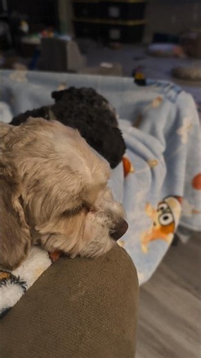 Why Did This Puppy Sleep Alone In His Crate?
