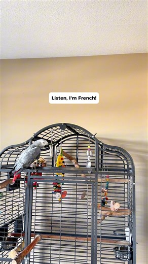 His French now and speaking fluent Gizlish! #funnyparrot #talkingparrot #parrot | Gizmo the Grey Bird