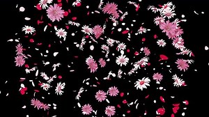 clip-1103885509-colourful-flower-petals-explosion-on-alpha-channel