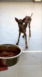 A New Lease on Life How One Abandoned Dog Found Hope Again