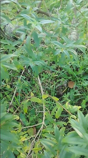 Hierba Luisa, esa planta tan medicinal en el huerto de Casa Vieira