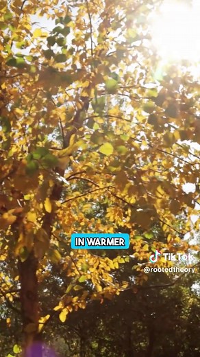 Discover River Birch: The Ideal Landscape Tree