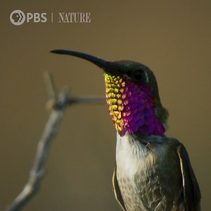 10K reactions · 19K shares | Happy Friday! Unwind and get up close and personal with these beautiful hummingbirds. #NaturePBS #Butterflies #Nature #Animals #BigBend #Wildlife | Nature | PBS | Facebook