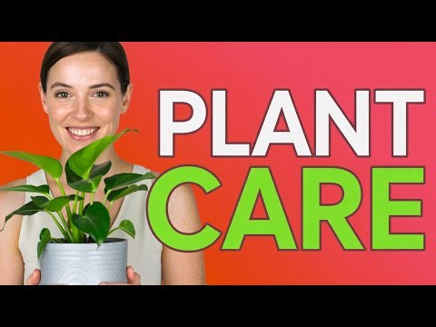 Beginner’s Guide to Houseplant Care | Keep Your Plants Alive