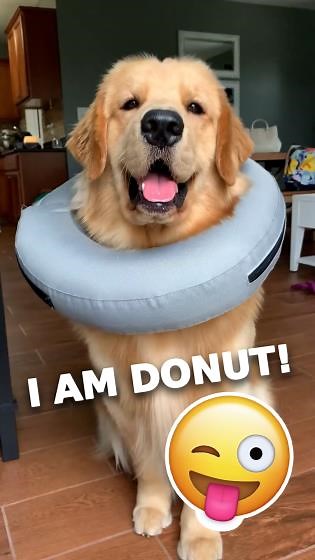 My Dog Thinks He’s a Donut